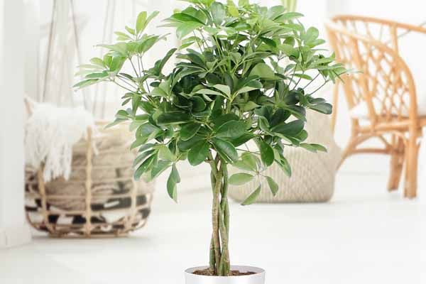 تصویر 3 از گیاه شفلرا سبز مناسب دکوراسیون منزل و محل کار